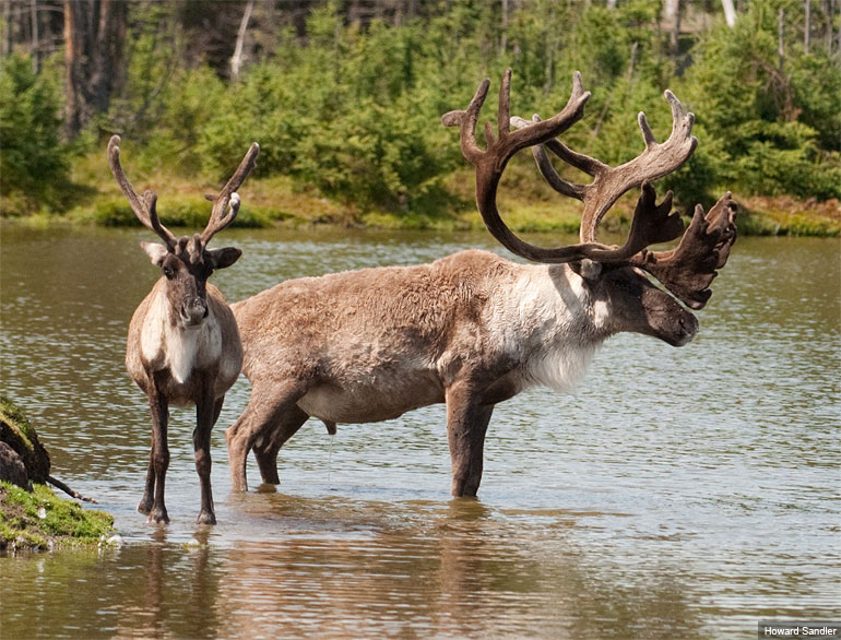 Woodland caribou