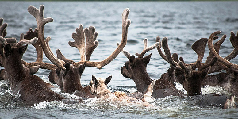 Caribou crossing a river.