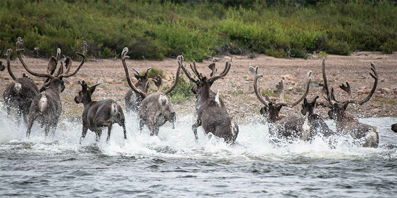 Caribou crossing a river.