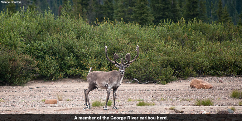 Part of the George's River Caribou Herd.