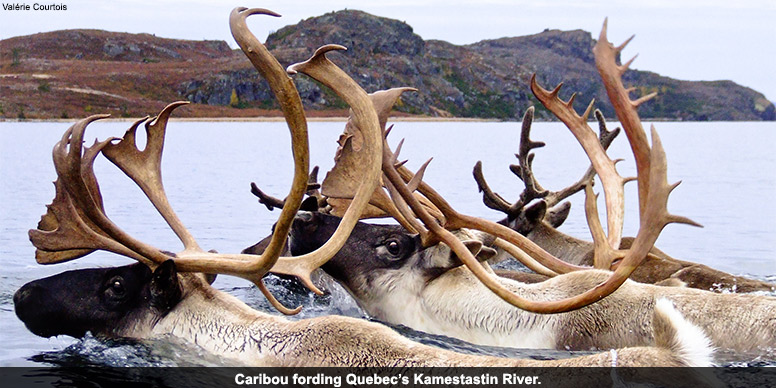 Caribou fording Quebec's George River; Inuktitut: Kangirsualujjuap Kuunga (river of the great bay), Naskapi: Mushuan Shipu (River without trees), Innu: Metsheshu Shipu (Eagle River).