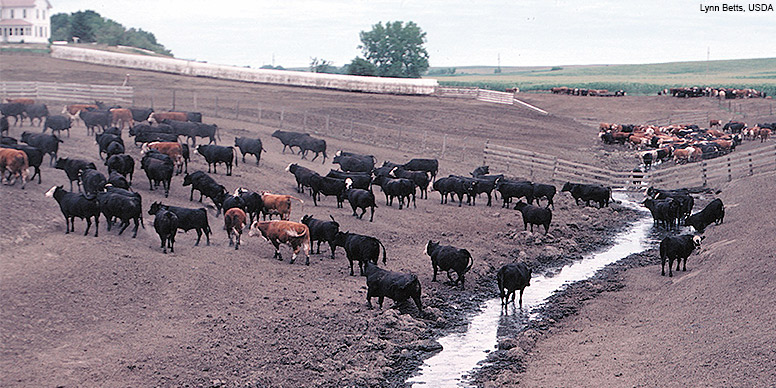 Cattle feedlot along a stream in Iowa was reformed to keep cattle out of the water.