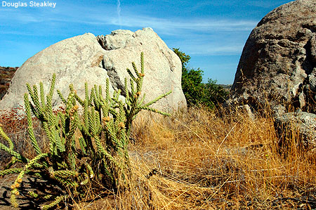 Agua Tibia