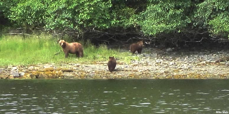 Bear cubs, Photo Credit: Mike Matz