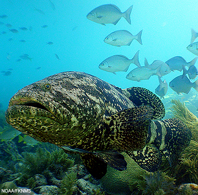 Goliath Grouper