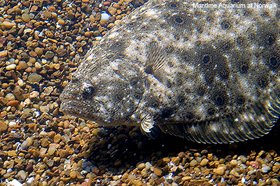 Summer Flounder