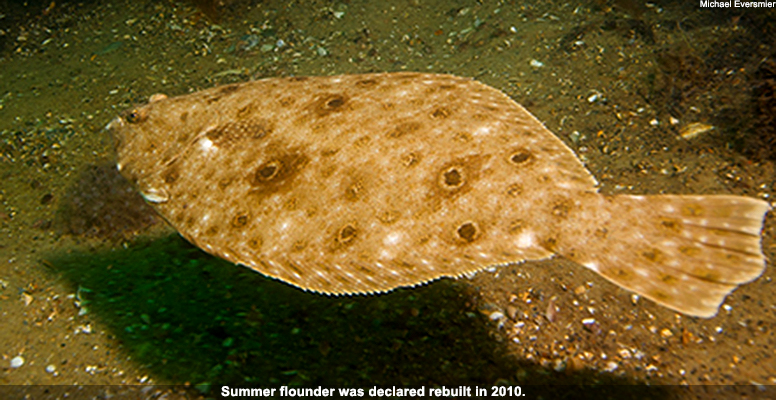 Summer flounder