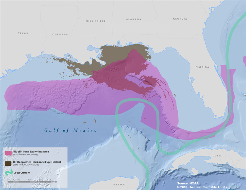 Gulf Bluefin Oil Spill Graph