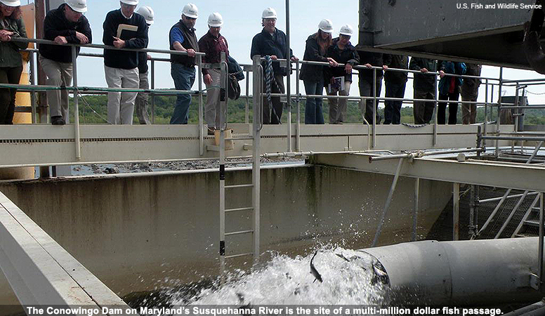 The Conowingo Dam on Maryland's Susquehanna River is the site of a multi-million dollar fish passage. The Conowingo Dam on Maryland's Susquehanna River is the site of a multi-million dollar fish passage.
