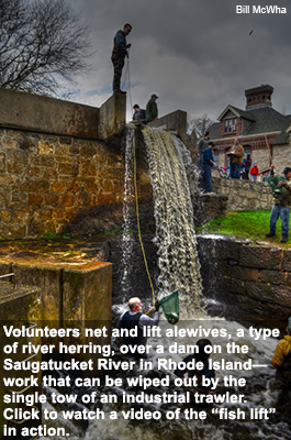 Volunteers net and lift alewives, a type of river herring, over a dam on the Saugatucket River in Rhode Island.