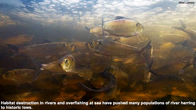 herr-river-herring-underwater-650-lw-3 herr-river-herring-underwater-650-lw-3