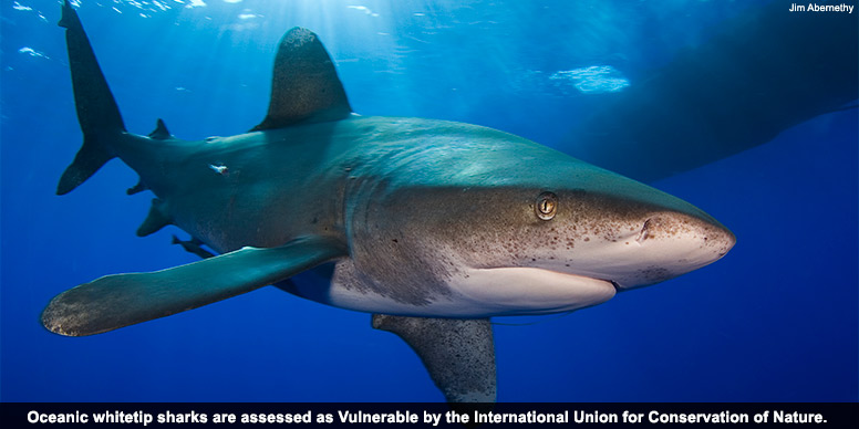 Oceanic whitetip shark