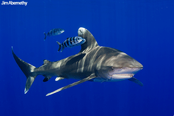 Oceanic Whitetip Shark