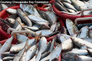 Courtesy Chesapeak Bay Foundation