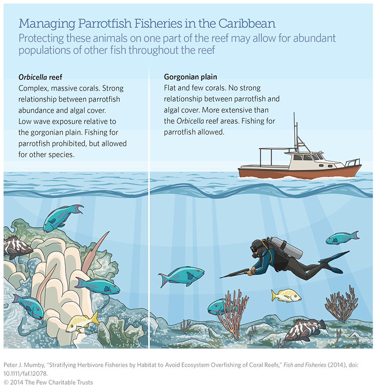 Managing Parrotfish Fisheries in the Caribbean