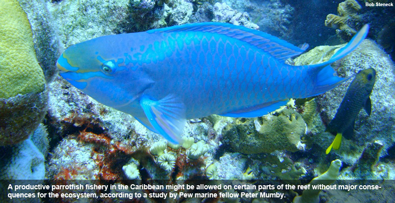 OSD_Parrotfish_4_final_np.jpg