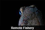 Remote Fishery