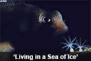 Living in a Sea of Ice