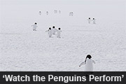'Watch the Penguins Perform'