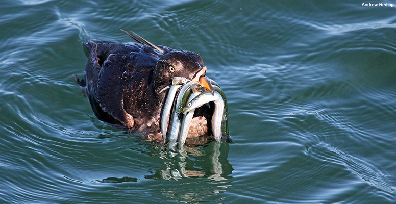 Auklet and sand lance