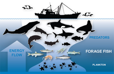 pacific ocean animals food chain