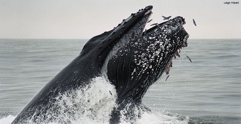 Humpback whale