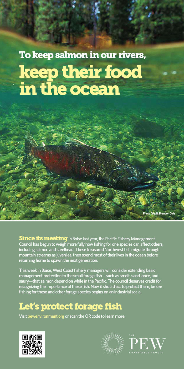 To keep salmon in our rivers, keep their food in the ocean.