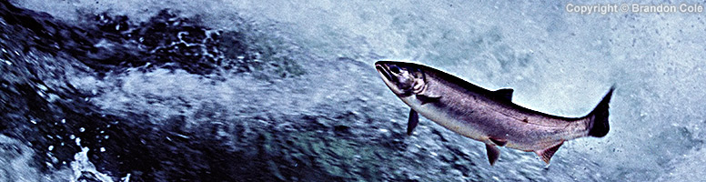 Forage Fish Are a Critical Food Supply for Northwest Salmon