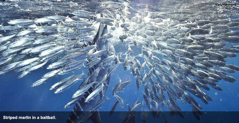 Striped marlin in a baitball.