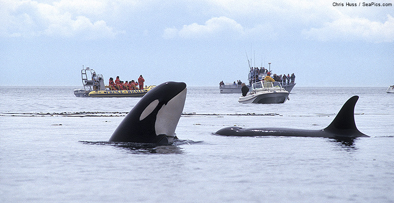 Pacific ecosystem