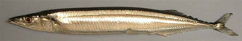 Pacific saury