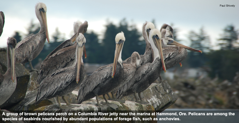 pff-pelicans-columbia-river_776x400_np.jpg