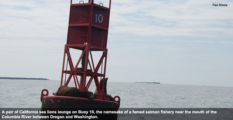 pff-seal-lions-buoy_776x400_np.jpg