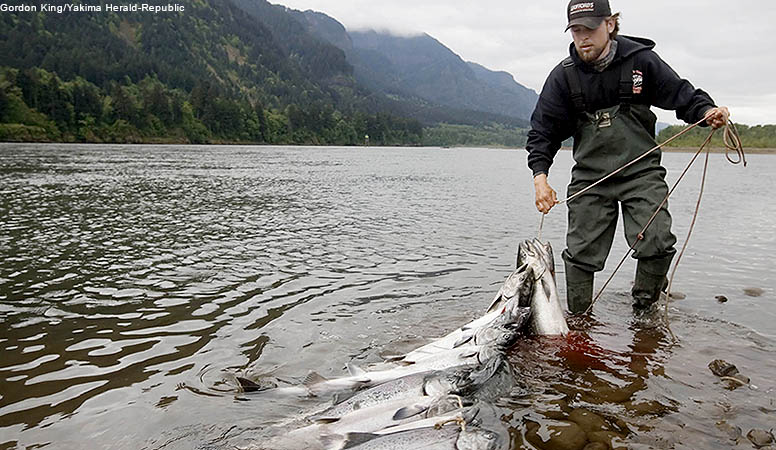 Spring chinook fishing