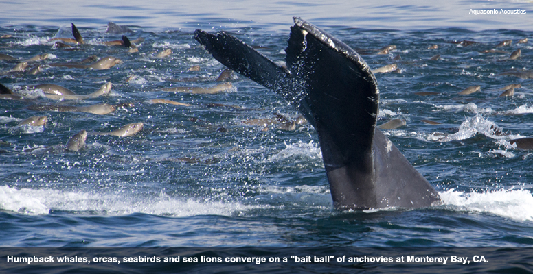 PFF_Whales(2)_776x400_np.jpg