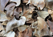 Shark Fin 1 Shark Fin 1