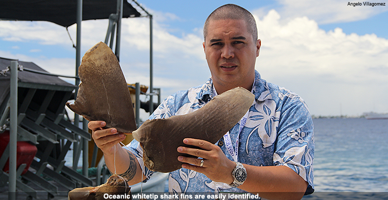 Oceanic whitetip shark fins are easily identified.