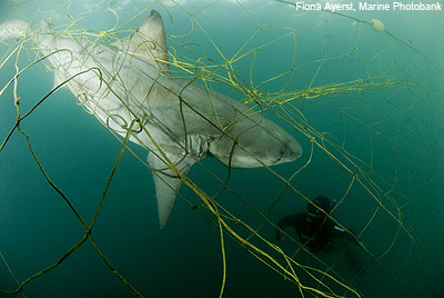 Shark bycatch