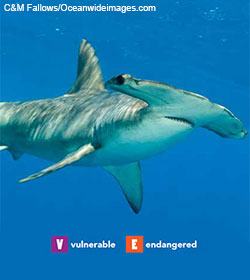 Hammerhead Shark