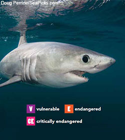 Porbeagle Shark