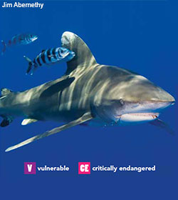 Oceanic Whitetip Shark