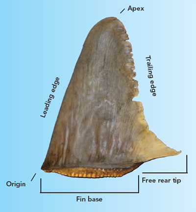 Dorsal Fin