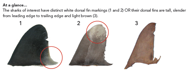 Fins at a glance