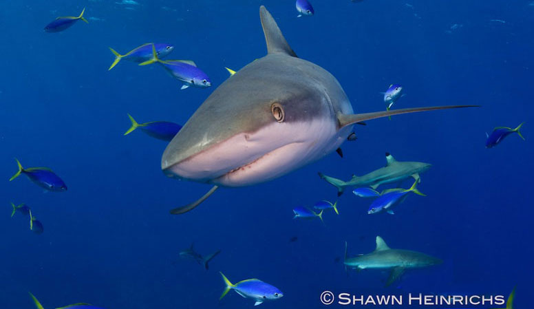 shrk-gray-shark-1-776-RC.jpg shrk-gray-shark-1-776-RC.jpg
