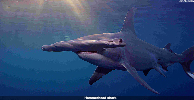 Hammerhead shark