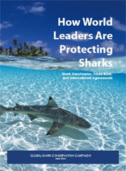 The Case for Shark Fin Trade Bans - Mission Blue