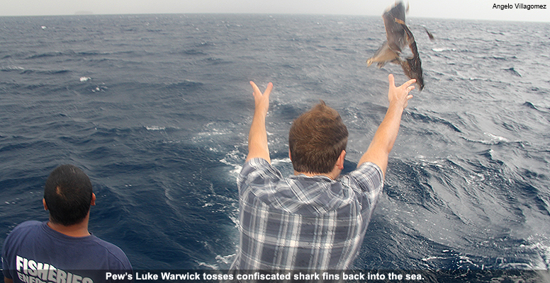 Pew's Luke Warwick tosses confiscated shark fins back into the sea.