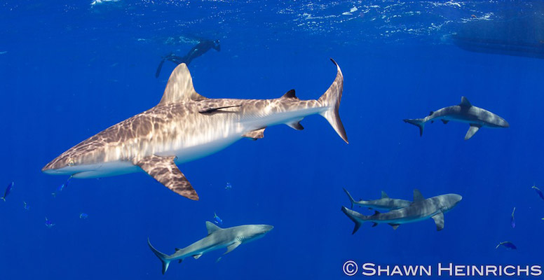 shrk-marshall-sharks-776-RC.jpg shrk-marshall-sharks-776-RC.jpg