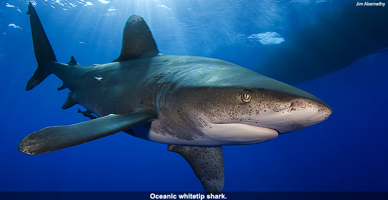 Oceanic whitetip shark