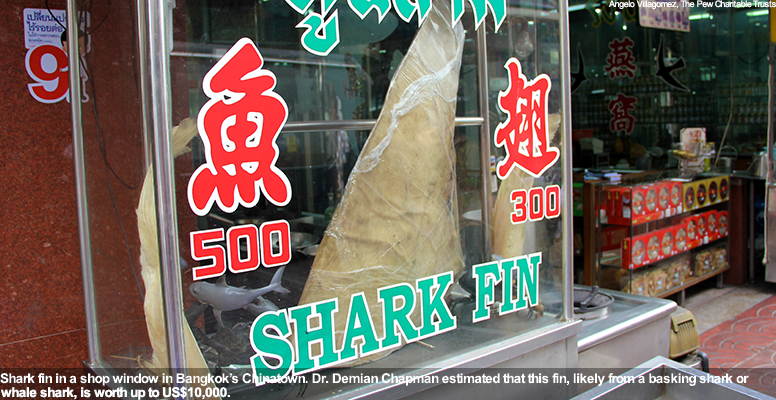 Shark fin for sale